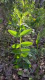 Lathyrus pisiformis