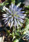 Echinops ritro