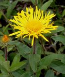 Inula hirta