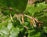 Fagus sylvatica