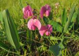 Lathyrus sylvestris