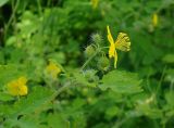 Chelidonium asiaticum. Верхушка цветущего растения с бутонами. Камчатский край, Елизовский район, г. Петропавловск-Камчатский, Октябрьский р-н, по южному склону сопки. 30.08.2014.