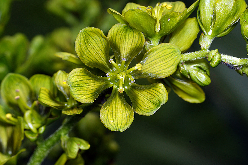 Изображение особи Veratrum lobelianum.