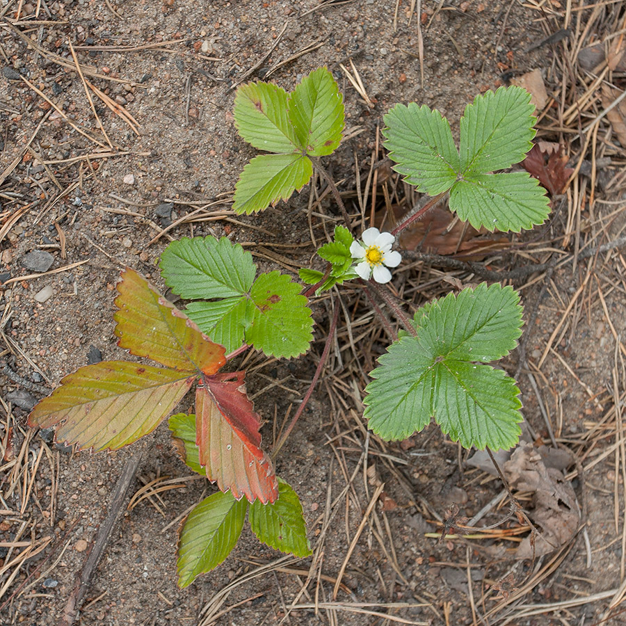 Изображение особи Fragaria vesca.