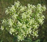 Cardaria draba