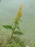 Rumex aquaticus. Цветущее растение на берегу реки. Ленинградская обл., Гатчинский р-н, окр. пос. Пудость, берег р. Ижора, разнотравно-злаковый луг. 19.07.2016.