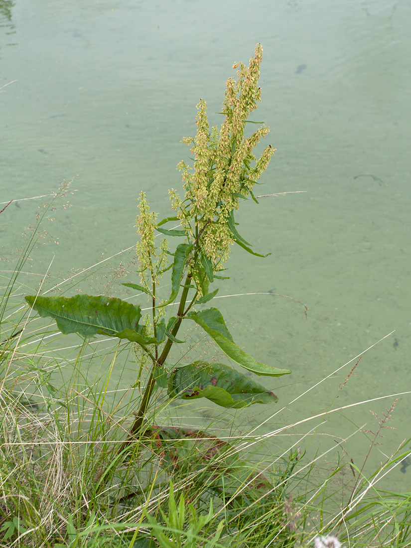 Изображение особи Rumex aquaticus.