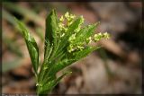 Mercurialis perennis