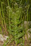 Cardaria draba