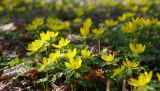 Eranthis hyemalis