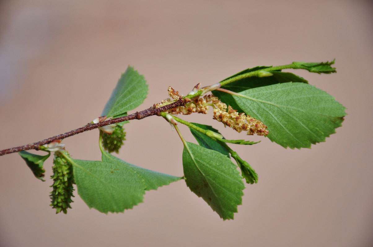 Изображение особи Betula microphylla.