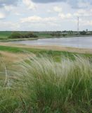 Stipa brauneri