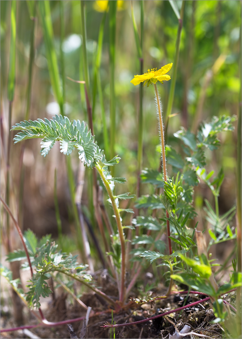 Image of Potentilla anserina specimen.