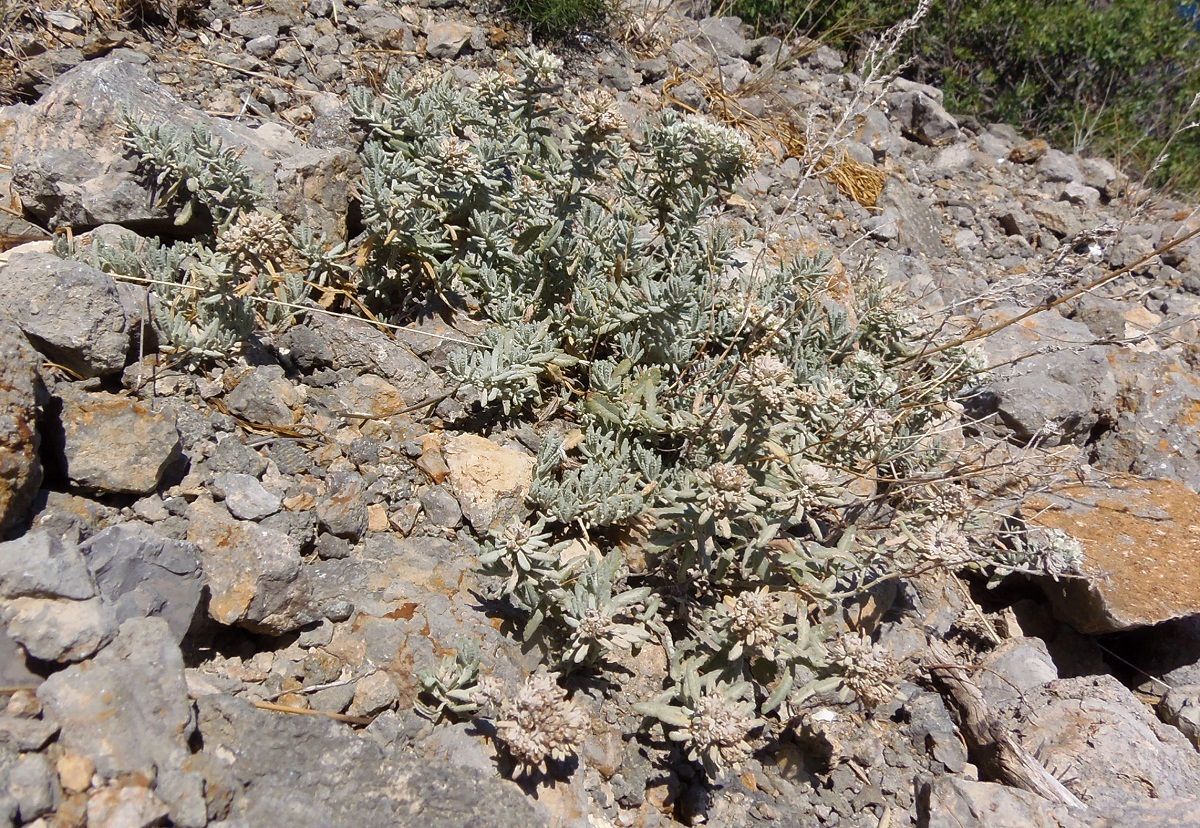 Изображение особи Teucrium capitatum.