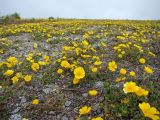 Potentilla fragiformis. Аспект цветущих растений. Магаданская обл., г. Магадан, окр. мкр-на Пионерный, щебнистый пустырь. 18.06.2018.