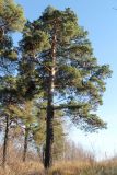 Pinus sylvestris. Высокоствольное дерево на опушке смешанного леса. Московская обл., Воскресенский р-н, окр. оз. Белое. 5 ноября 2018 г.