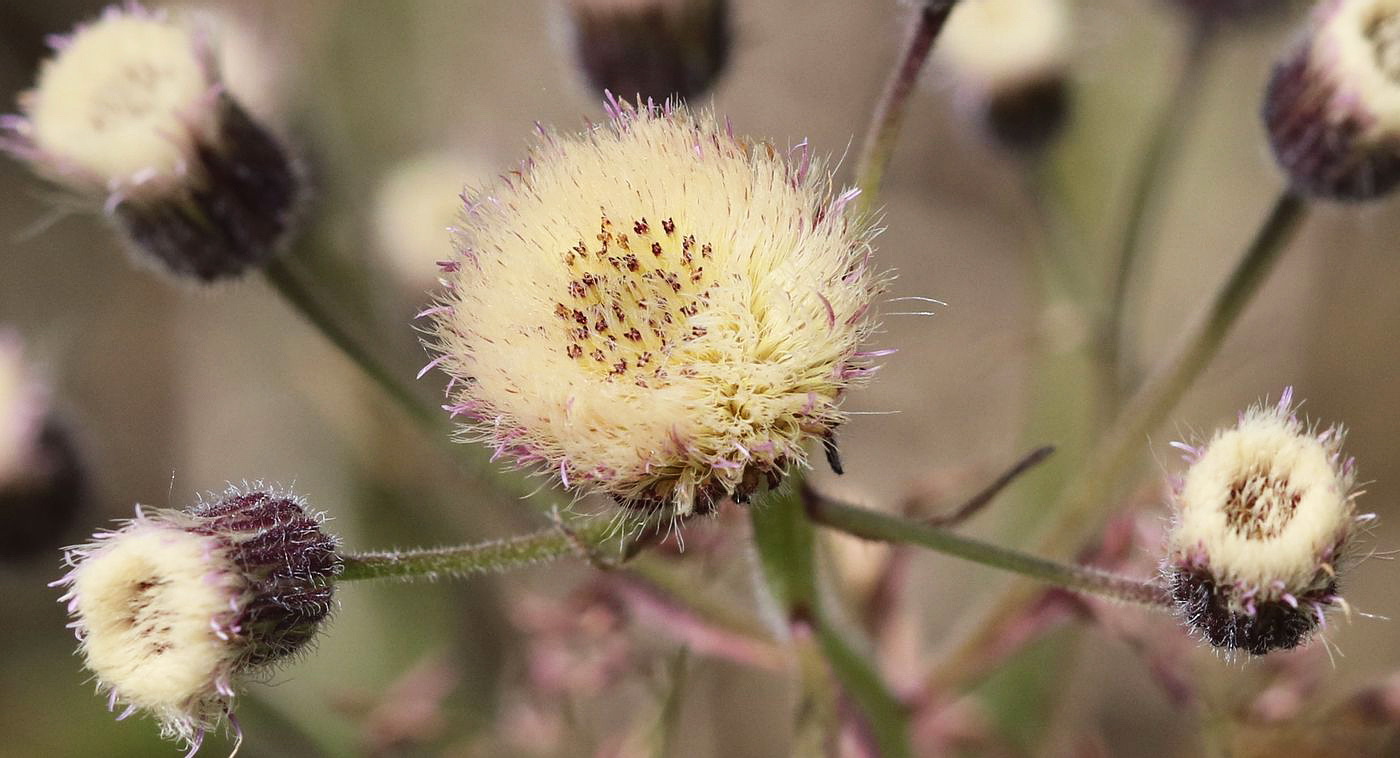 Изображение особи Erigeron acris.