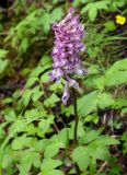 Corydalis paeoniifolia. Соцветие. Якутия, Алданский р-н, северная окр. г. Алдан, тайга. 28.06.2016.