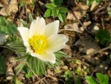 Pulsatilla vulgaris. Цветок с кормящимся насекомым. Московская обл., Щёлковский р-н, пос. Загорянский, в культуре. 27.04.2019.