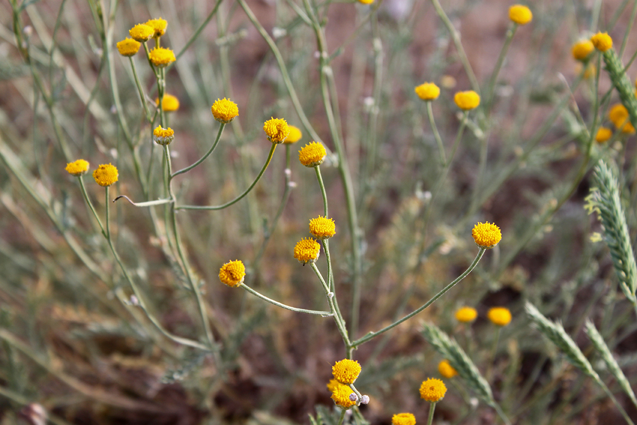 Изображение особи Tanacetum santolina.