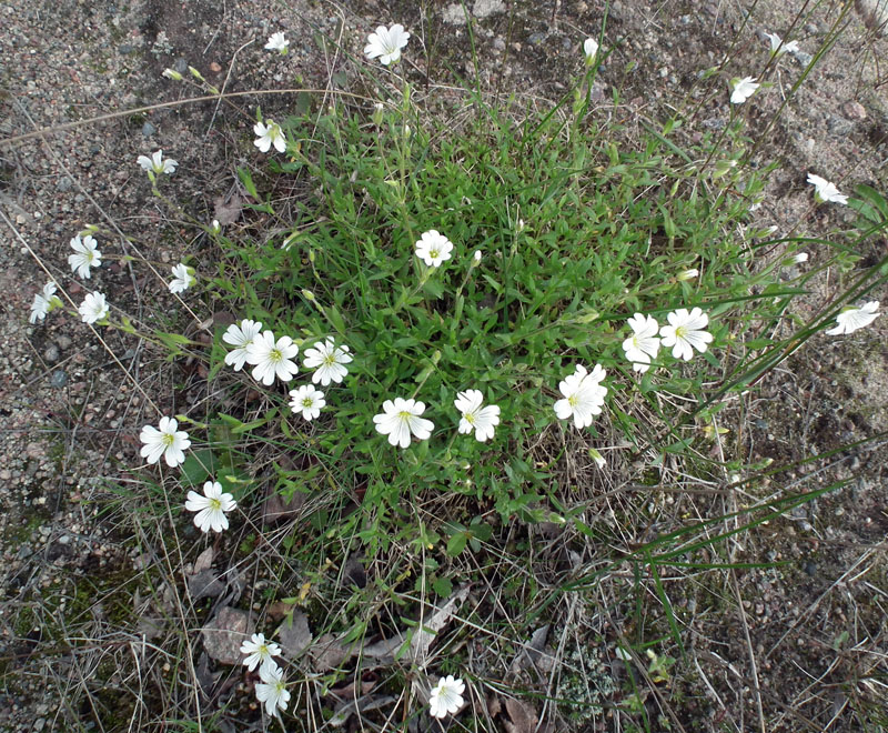 Изображение особи Cerastium alpinum.