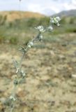 Artemisia frigida