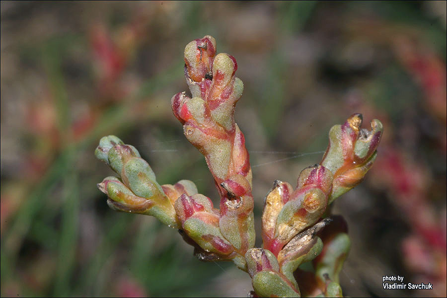 Изображение особи Petrosimonia oppositifolia.