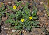 Potentilla bifurca