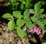 Weigela praecox