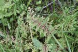 Pedicularis palustris