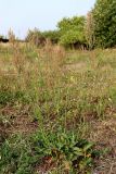 Rumex thyrsiflorus