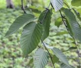 Betula grossa. Листья. Москва, ГБС РАН, дендрарий. 29.08.2021.