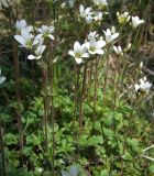 Saxifraga radiata