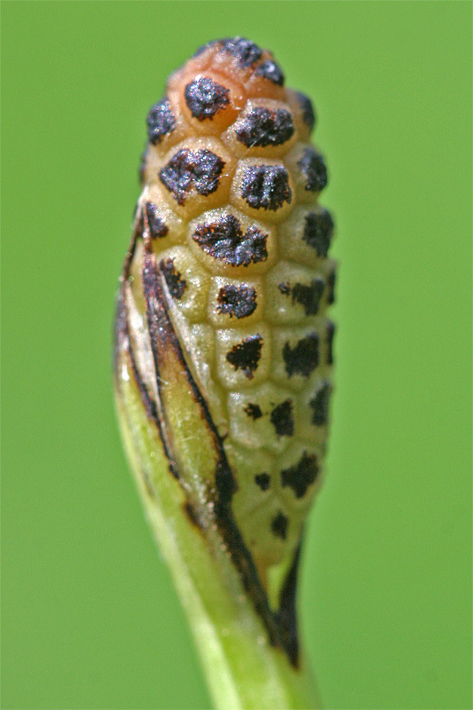 Изображение особи Equisetum palustre.