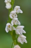 Goodyera repens