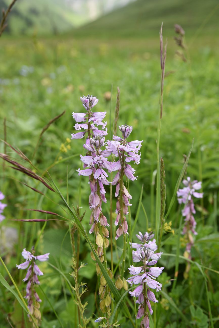 Изображение особи род Polygala.