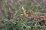 Reseda lutea