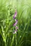 Spiranthes australis