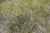 Tanacetum achilleifolium