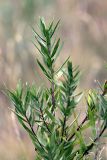 Artemisia dracunculus. Верхушка веточки. Южный Казахстан, Таласский Алатау, подгорная степь, верховья сая Унгур. 13.08.2010.