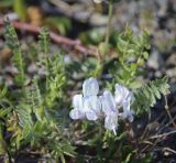 Oxytropis sordida