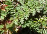 Erodium cicutarium