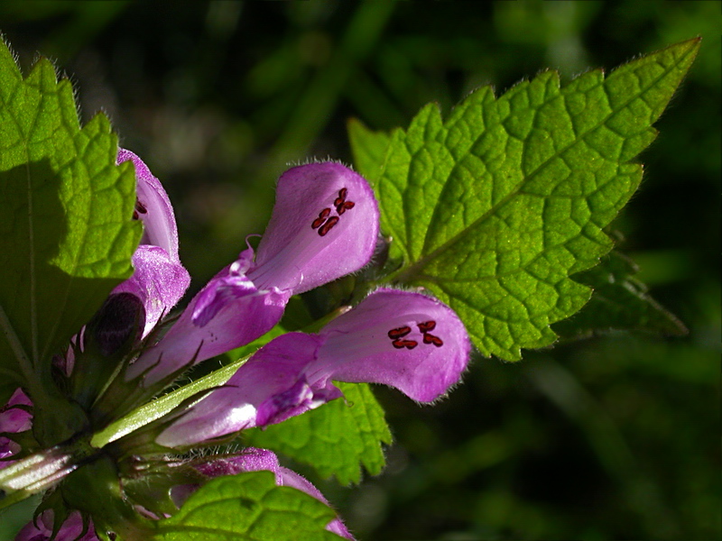 Изображение особи Lamium maculatum.