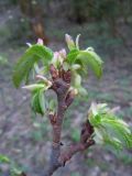 Corylus avellana