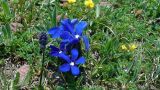 Gentiana pontica