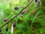 Circaea lutetiana