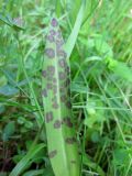 Dactylorhiza majalis