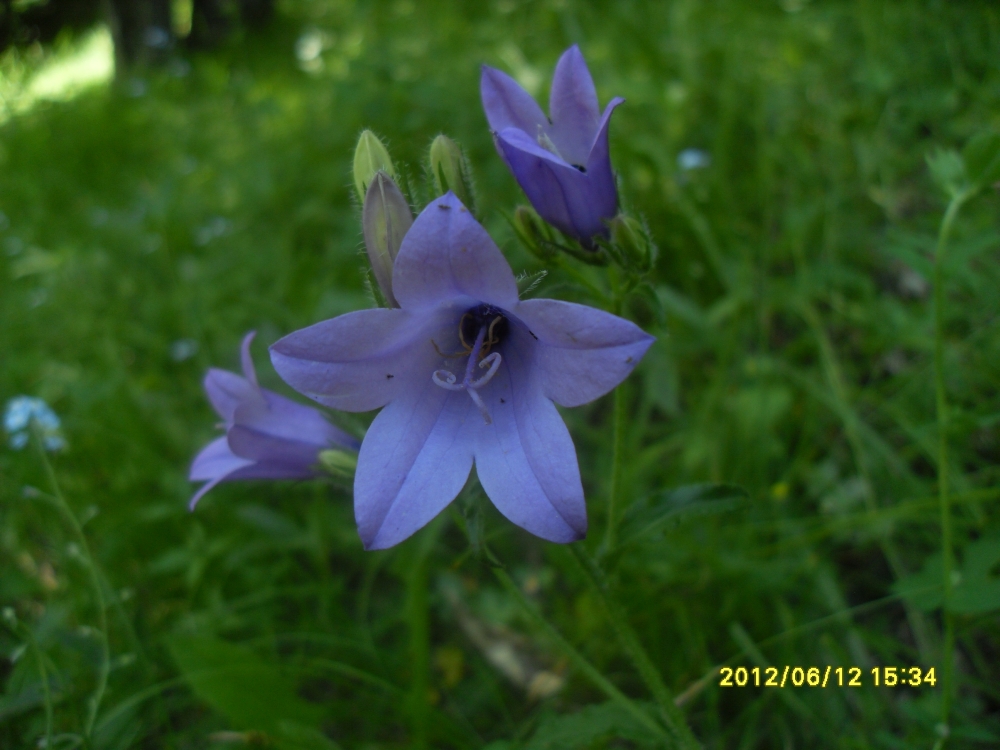 Изображение особи Campanula hohenackeri.