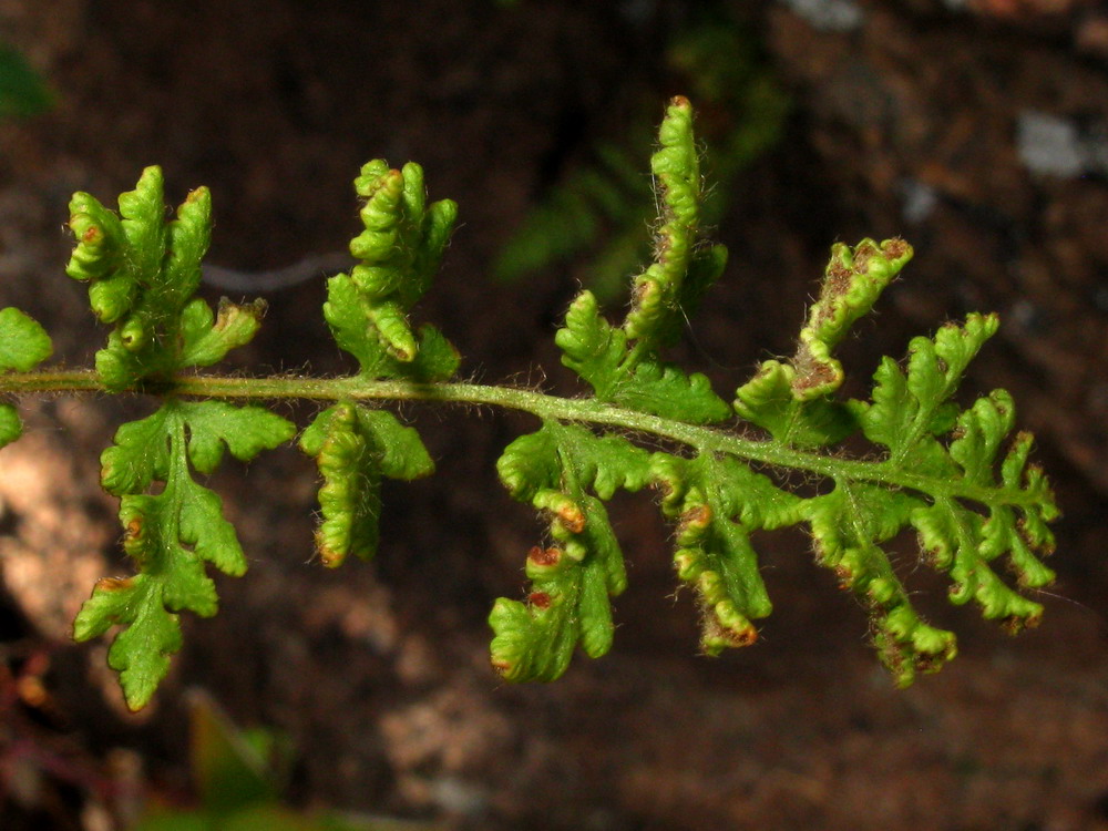 Изображение особи Woodsia calcarea.