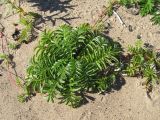 Potentilla anserina